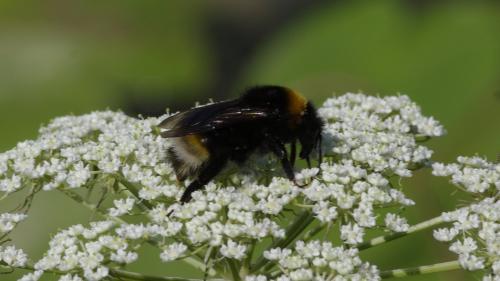 Bombus vestalis